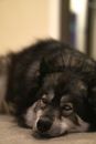 Black and White Long Coated Dog