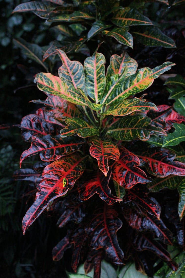 Garden Croton Plant With Red And Green Leaves 