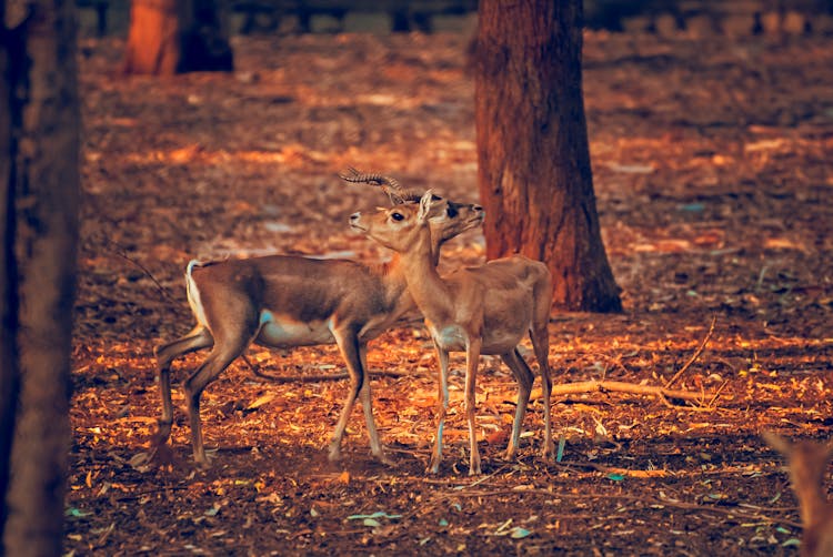 Brown Deers In The Forest During Golden Hour 