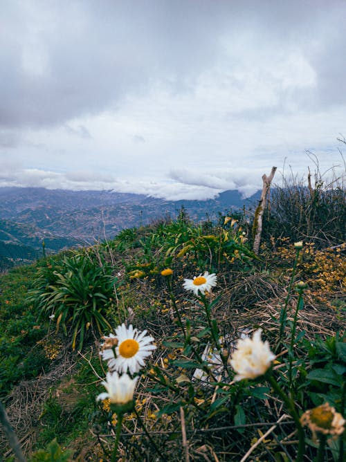 Fotos de stock gratuitas de alta altitud, campo de girasoles, cielo azul claro