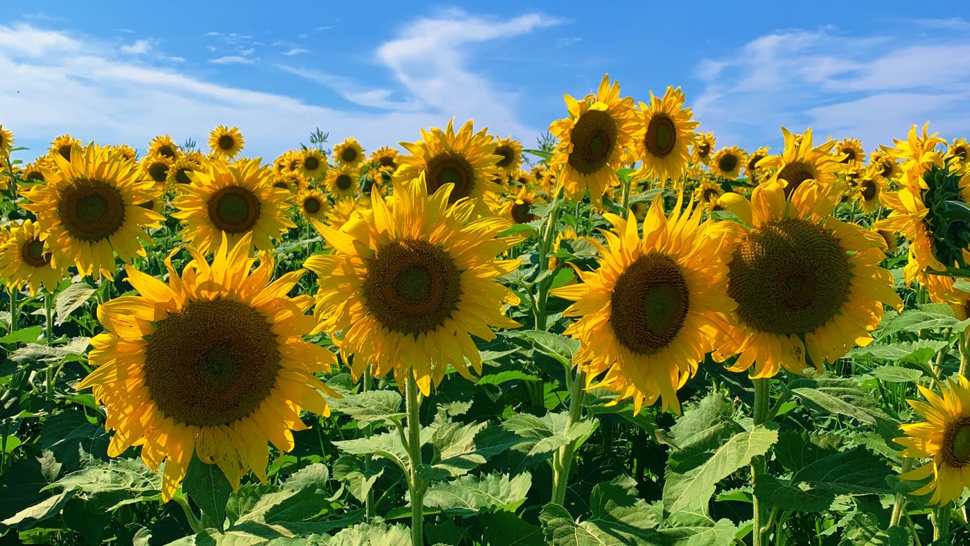 Sunflower field under a blue summer sky