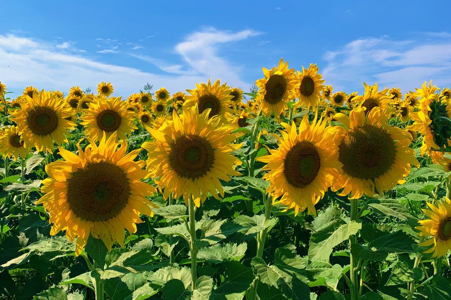 How to Plant, Grow, and Care for Sunflowers