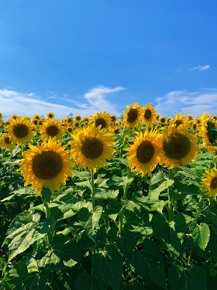 Field Of Sunflowers