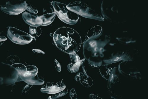 Free Elegant jellyfish floating in black and white, showcasing their translucent beauty underwater. Stock Photo