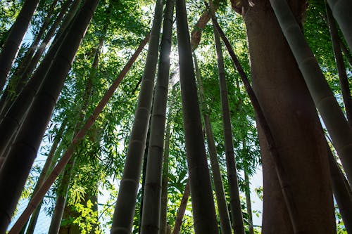 Free stock photo of bamboo, forest Stock Photo