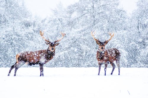 Imagine de stoc gratuită din coarne, fotografie cu animale sălbatice, fotografie de animale