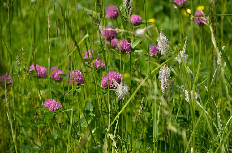 Red Clover Flowers Growing Beside The Hoary Plantain Plant 