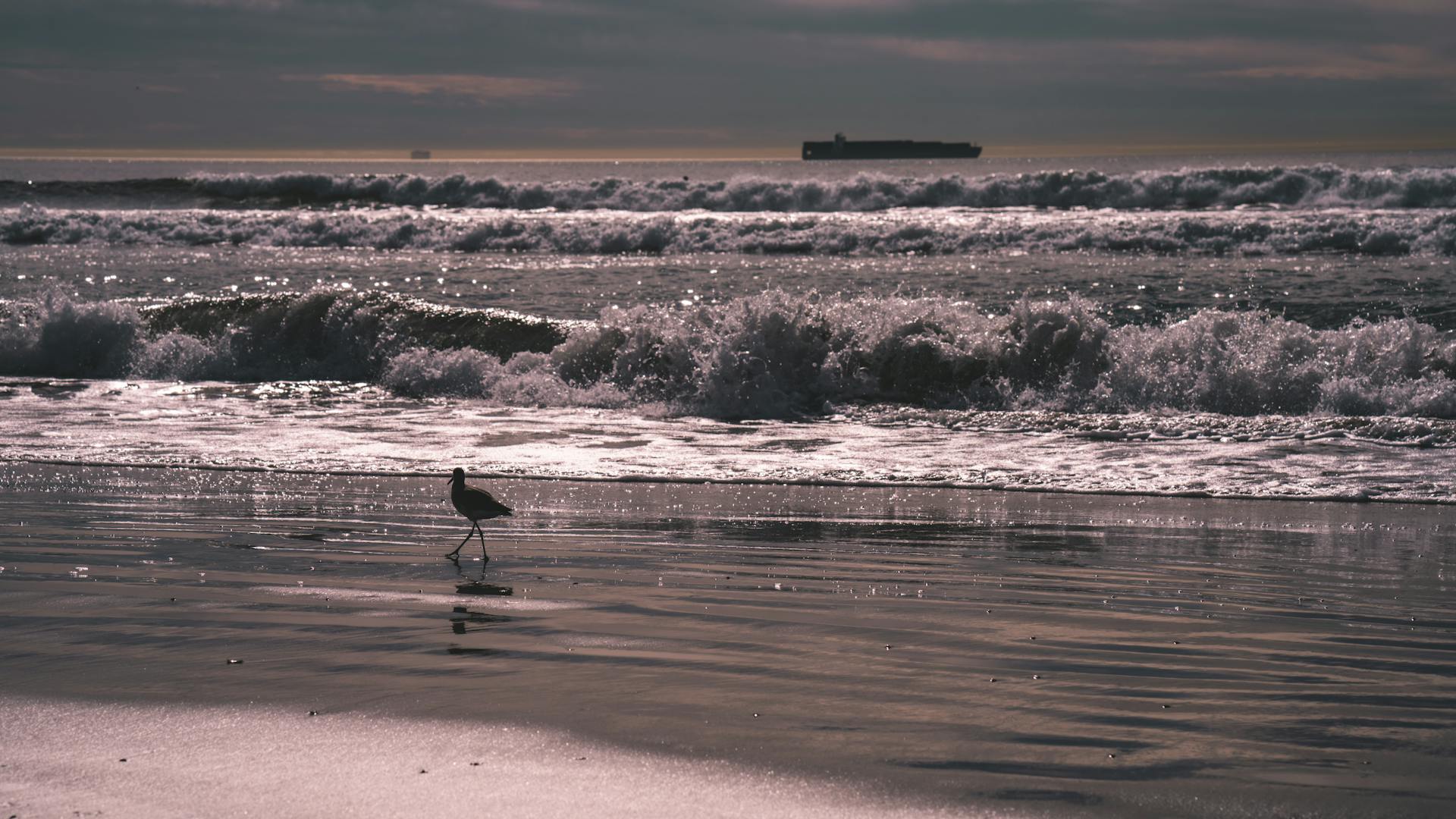 A serene view of a seabird walking along Huntington Beach with ocean waves and a ship on the horizon at sunset.