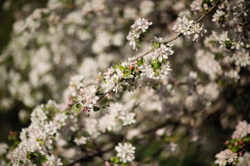 Бесплатное стоковое фото с белые цветы, бутоны, ветви деревьев