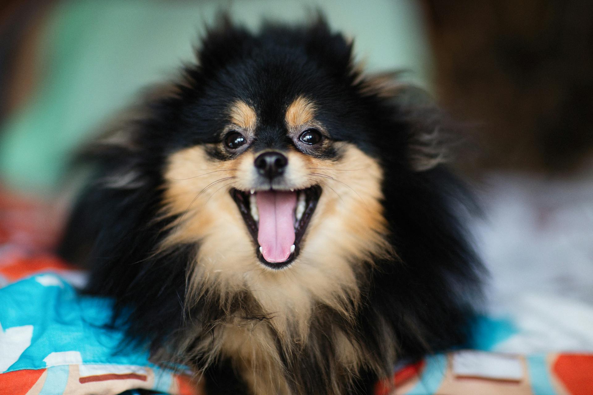 Black and Brown Pomeranian Dog