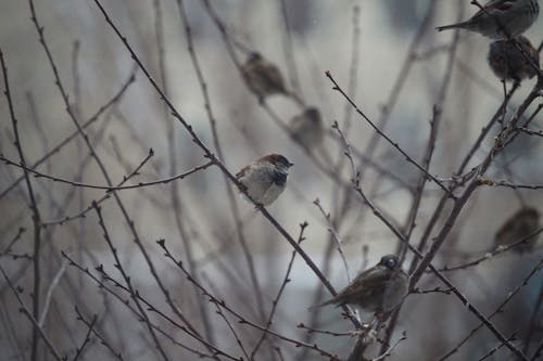 
A Close-Up Shot of Sparrows Perched on Branches