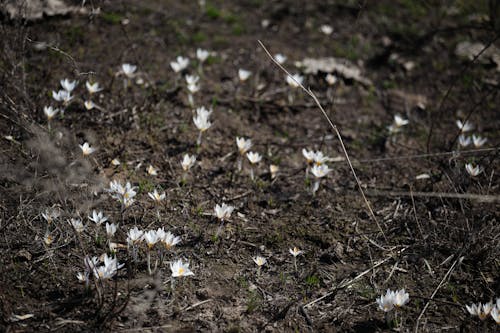 Безкоштовне стокове фото на тему «білі квіти, весна, дика квітка» стокове фото