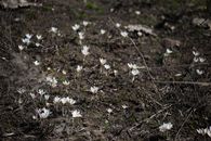 Spring Ephemerals on the Ground