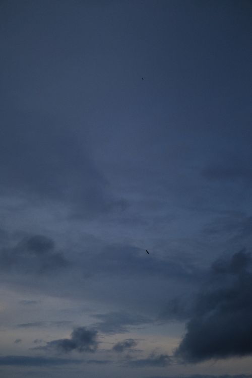 Free A solitary bird flying amidst dark, dramatic clouds during twilight, showcasing nature's serene beauty. Stock Photo