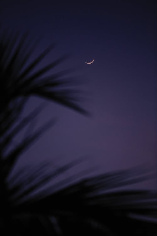 Δωρεάν στοκ φωτογραφιών με Νύχτα, ουρανός, σελήνη Φωτογραφία από στοκ φωτογραφιών