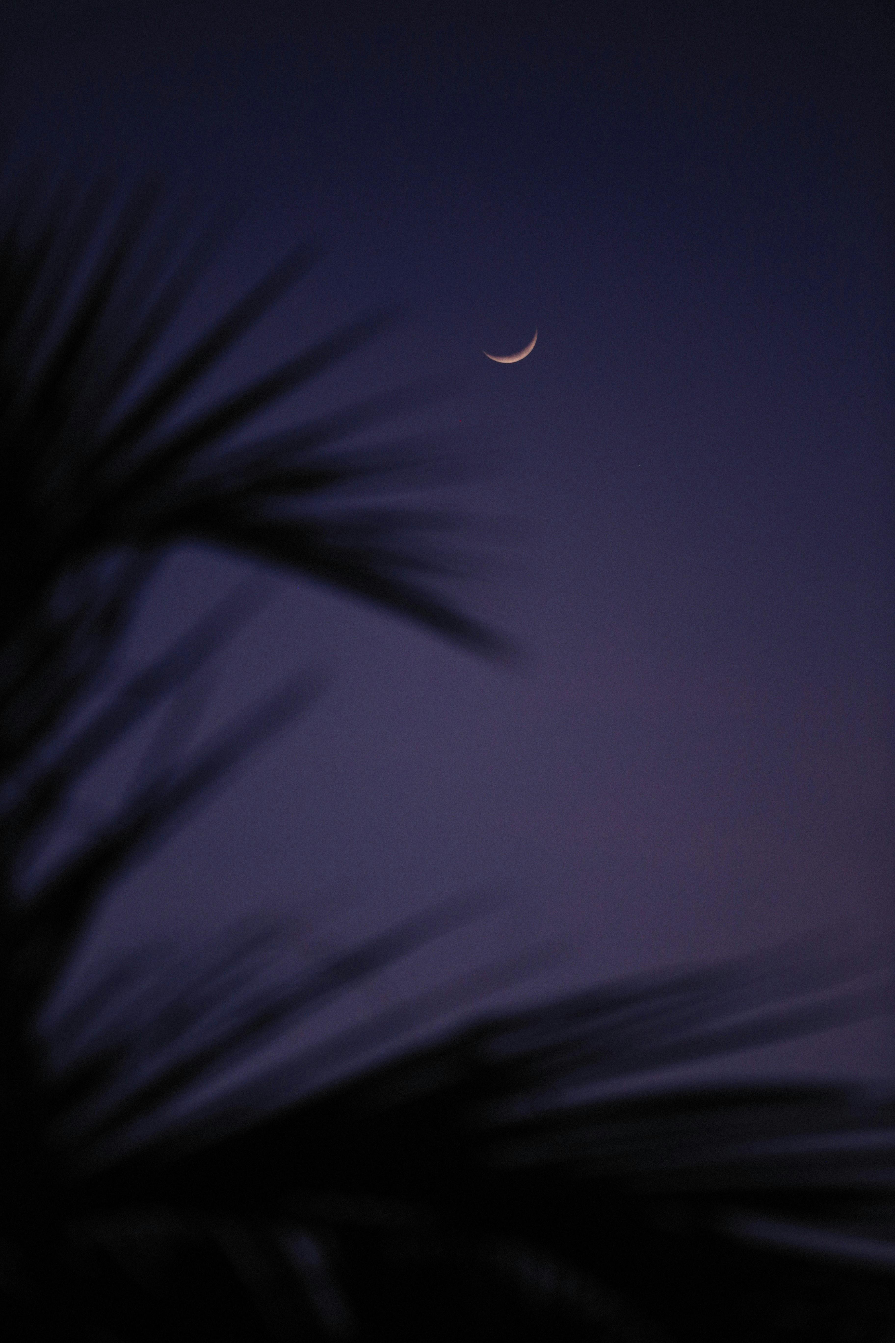 Night Leaves Photos, Download The BEST Free Night Leaves Stock Photos