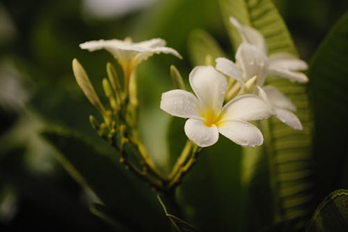 Δωρεάν στοκ φωτογραφιών με plumeria alba, ανθισμένος, γκρο πλαν