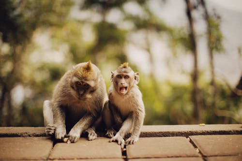 Ilmainen kuvapankkikuva tunnisteilla apinat, eläimet, istuminen