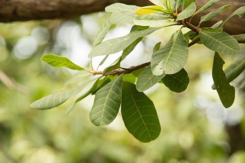 Free Detailed close-up of vibrant green leaves with a blurred background, captured outdoors. Stock Photo
