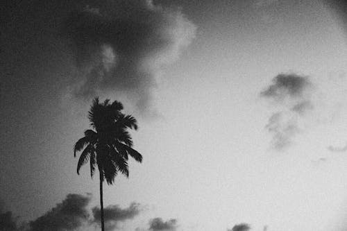 Grayscale Photo of Palm Tree