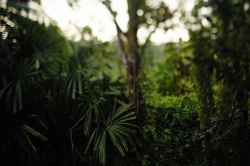 Základová fotografie zdarma na téma dešťový prales, kapradina, listy