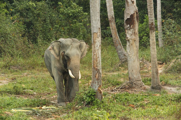 Small Elephant Standing By Tree Trunks