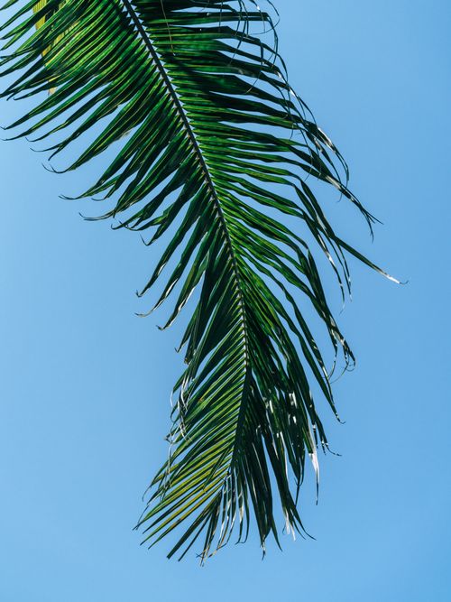 Free A single palm leaf contrasts against a bright blue sky, epitomizing summer vibes. Stock Photo