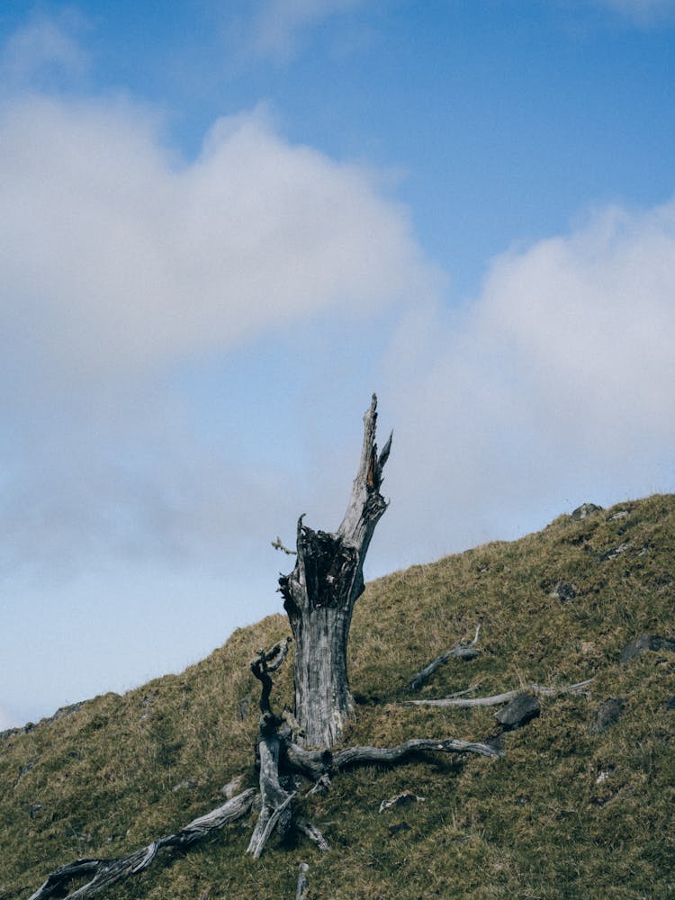 Trunk Of A Tree On The Hill