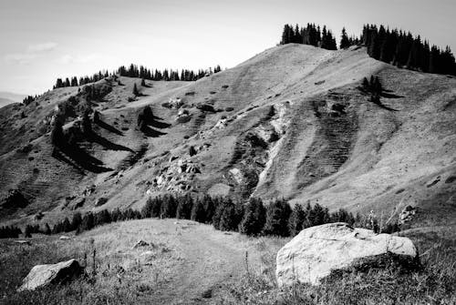 Grayscale Photo of Trees on Hill