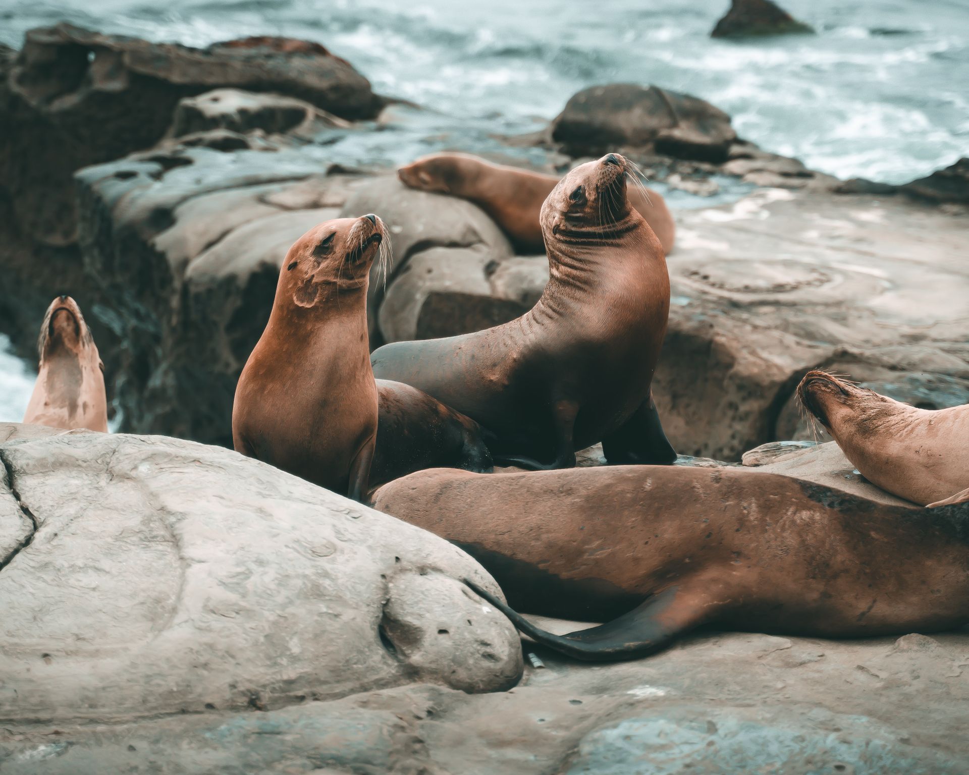 Brown Sea Lions on Gray Rock