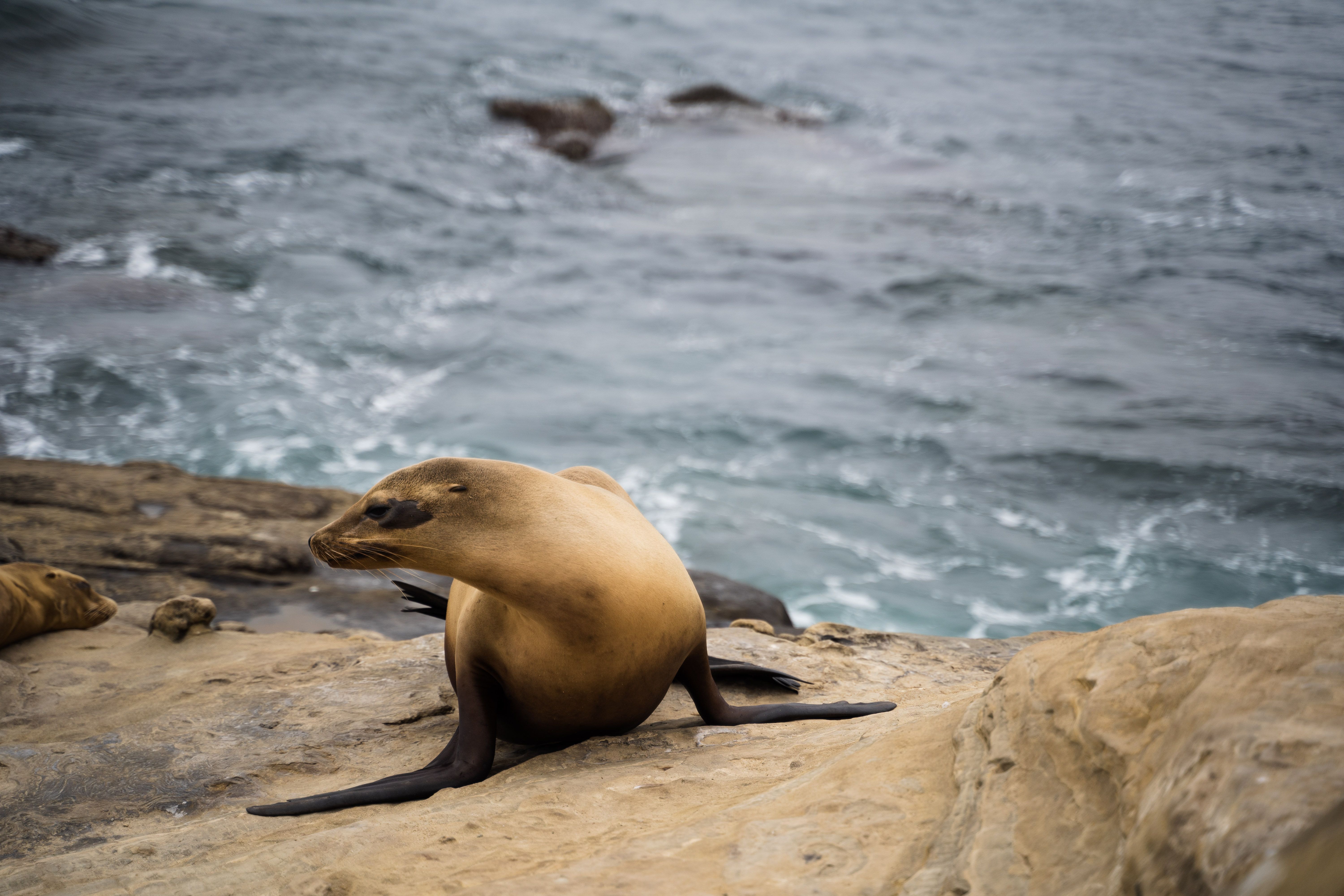 pacific ocean animals
