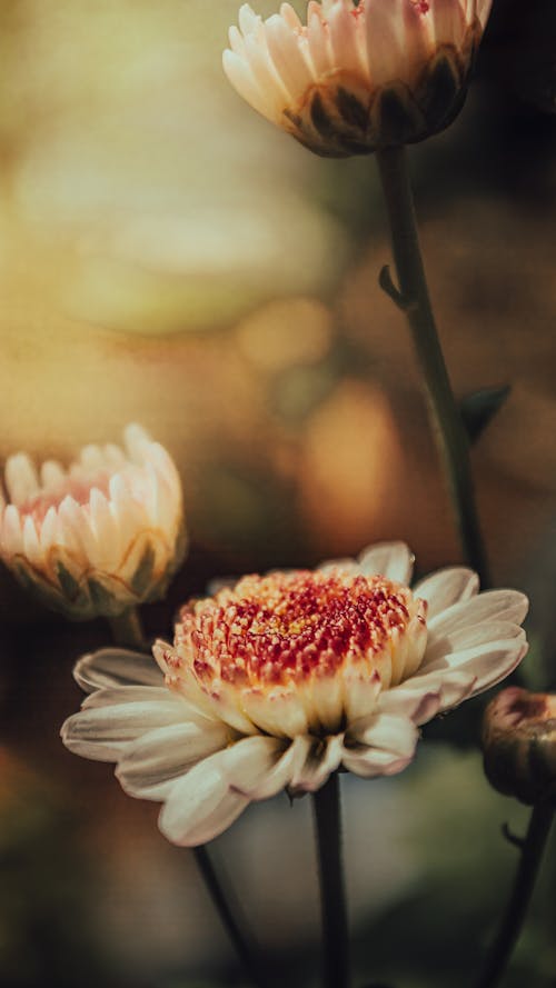 Close Up Photo of a Flower