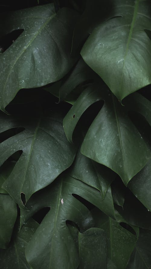 Бесплатное стоковое фото с вертикальный выстрел, зеленые листья, крупный план