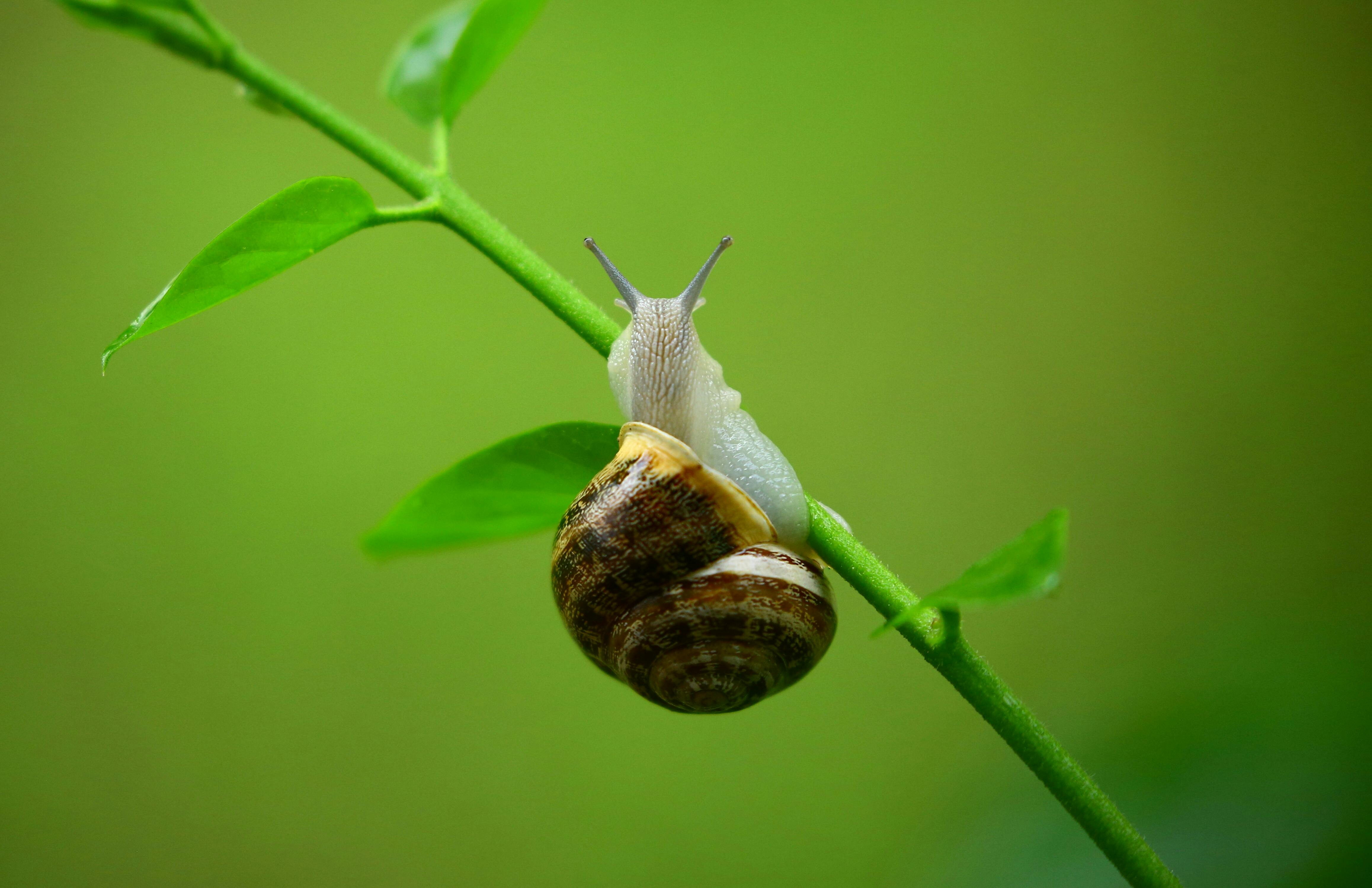 HD snail couple wallpapers  Peakpx