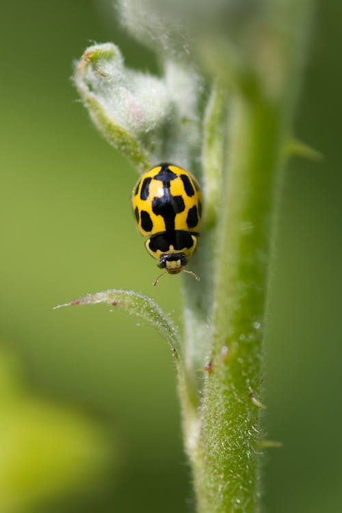 

A Macro Shot of a Ladybug