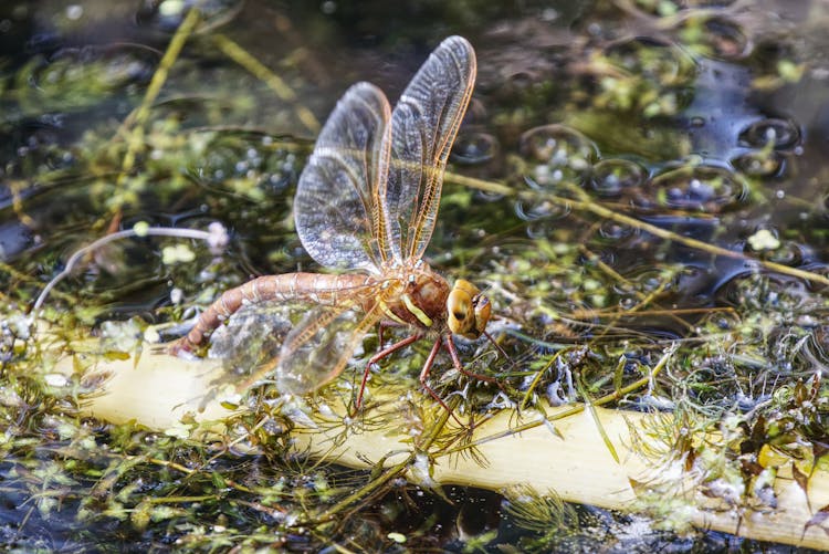 Brown Hawker Dragonfly On A Lake