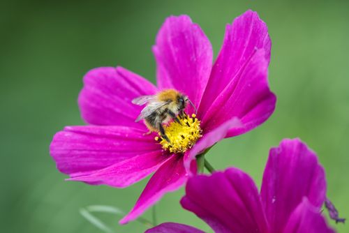 Free Close-up of a bumblebee pollinating a vivid pink cosmos flower. Stock Photo