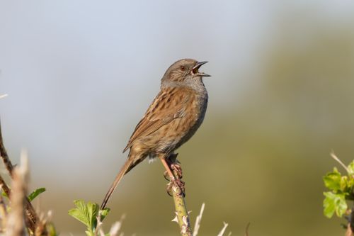 Free A detailed shot of a Dunnock perched on a branch against a clear sky, captured outdoors. Stock Photo