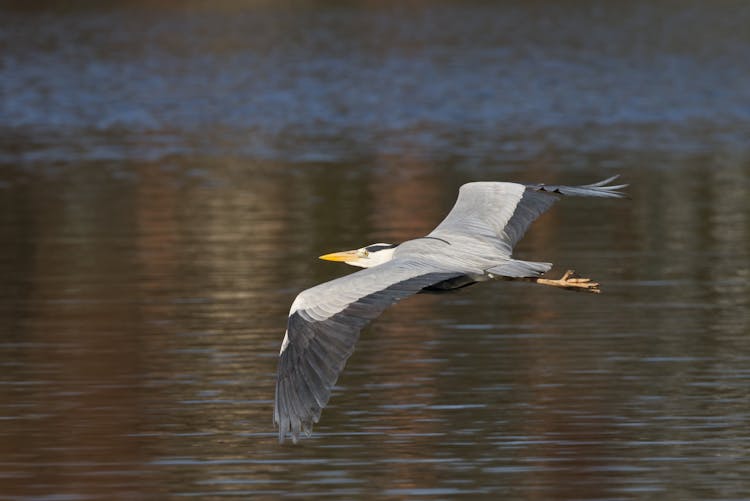 A Great Blue Heron Flying 