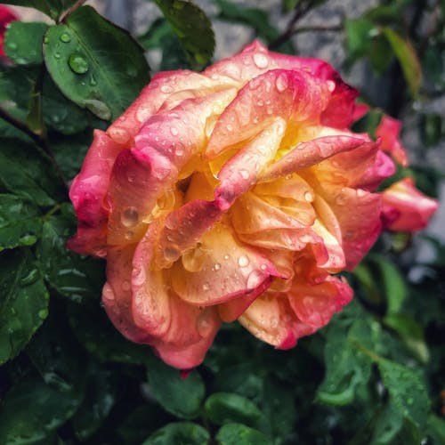 Kostnadsfri bild av flora, fred rose, kronblad