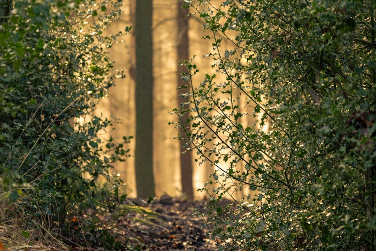 Green Bushes In A Forest