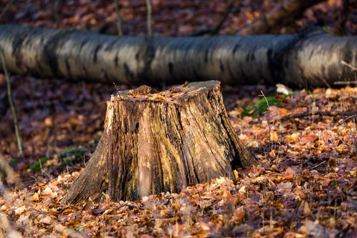 Free Close-up of a weathered tree stump amidst fallen leaves in a woodland setting during autumn. Stock Photo