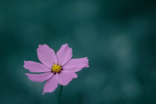 бесплатная Бесплатное стоковое фото с розовый цветок, флора, цвести Стоковое фото