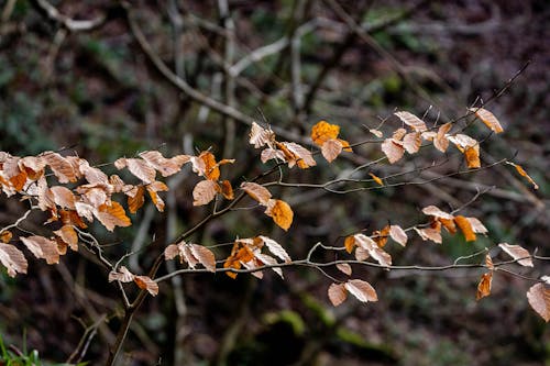 Gratis lagerfoto af efterårsblade, falde, grene