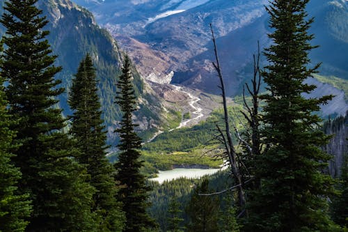 Green Trees on Mountain