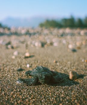 A baby sea turtle crawling on a sandy beach towards the ocean.