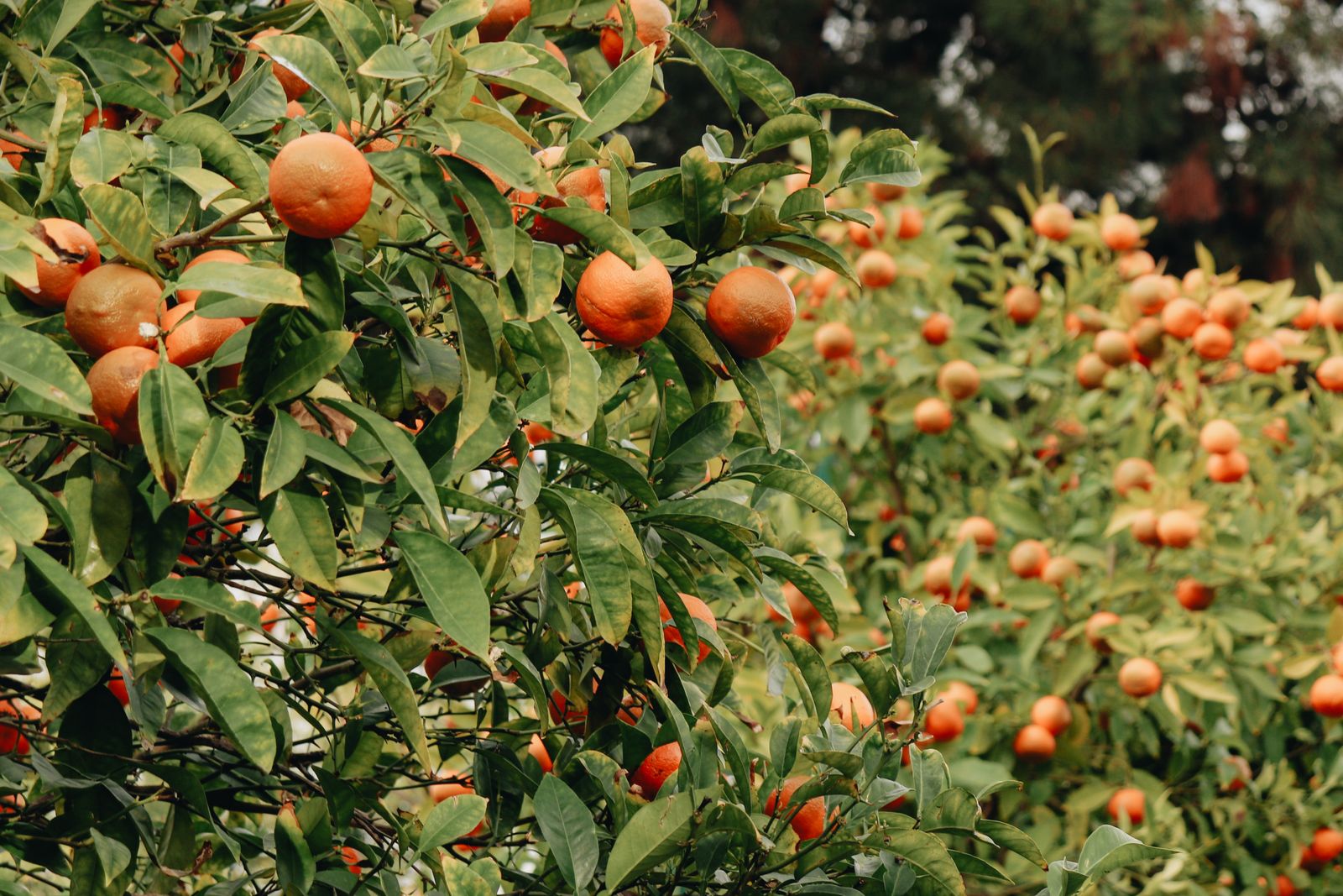 Close-up of ripe Kinnow mandarins growing in the orchard