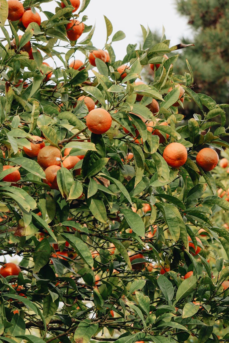 Oranges On A Tree