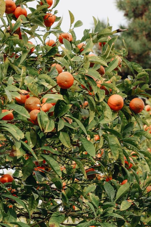 Free Lush orange tree filled with ripe fruits, showcasing a bountiful harvest. Stock Photo
