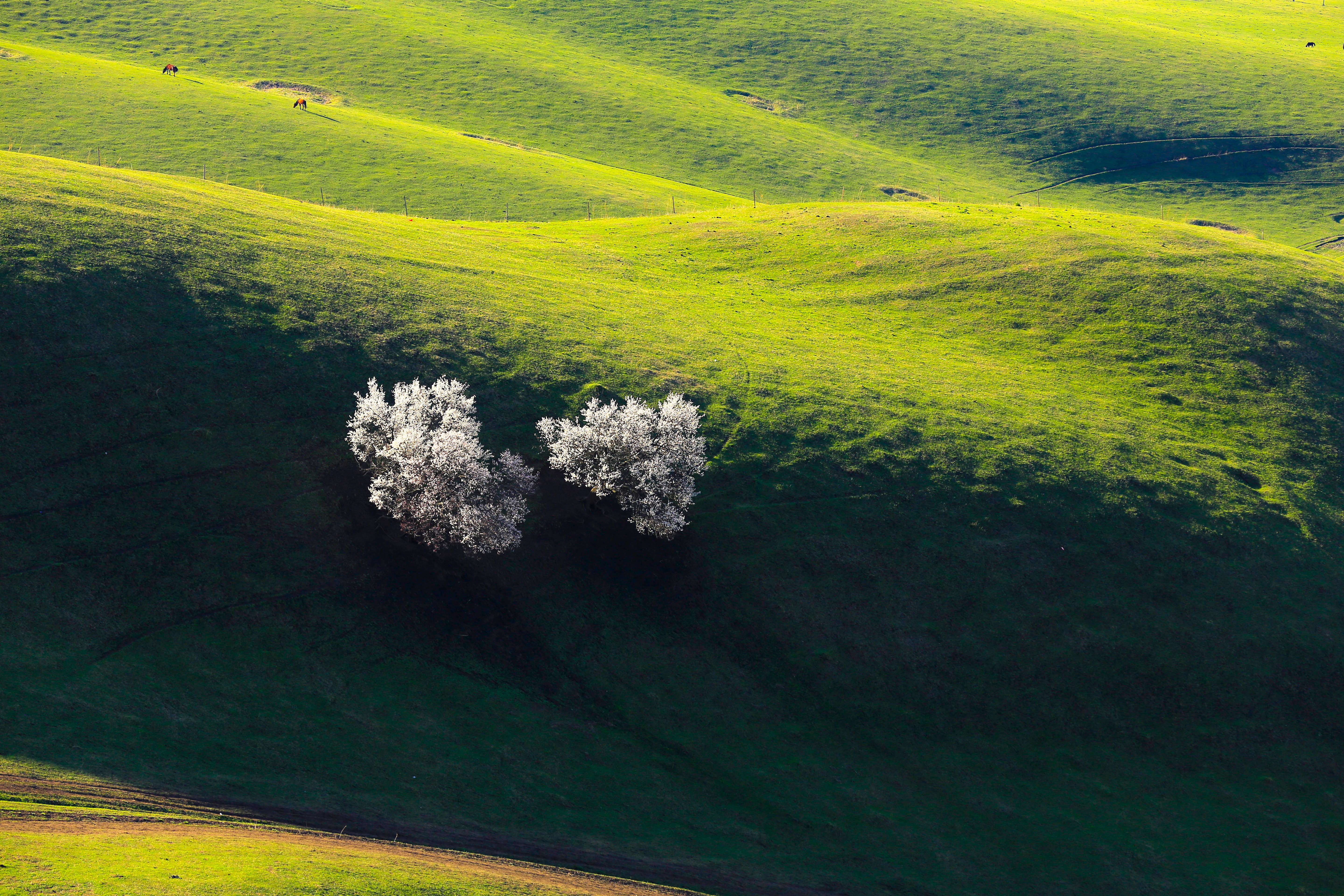 Aerial View of Trees with White Flowers on a Green Field · Free Stock Photo
